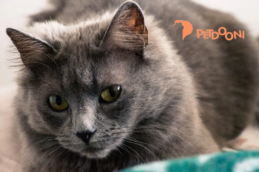 انتخاب بهترین نژاد گربه متناسب با سبک زندگی شما | راهنمای کامل در پت شاپ آنلاین پت دونی ۱۴۰۴